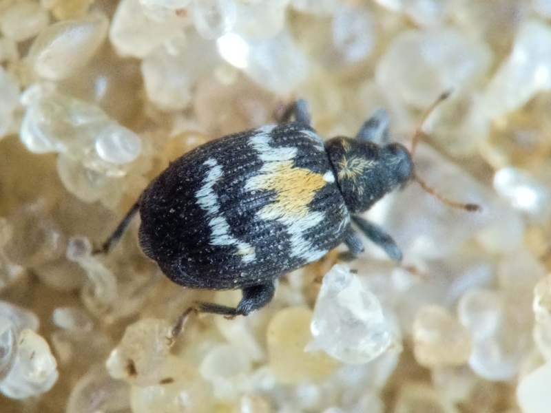 Tachyerges salicis (Linnaeus, 1758)